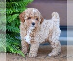 Small #3 Cavapoo
