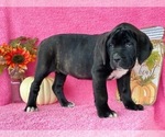 Small Photo #1 Cane Corso Puppy For Sale in LANCASTER, PA, USA