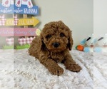 Small #4 Goldendoodle (Miniature)