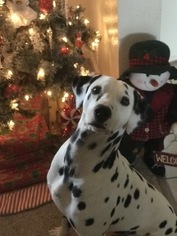 Father of the Dalmatian puppies born on 12/08/2018