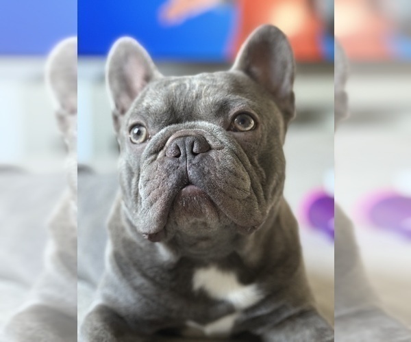 Medium Photo #1 French Bulldog Puppy For Sale in SUMMERVILLE, SC, USA