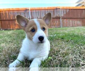 Pembroke Welsh Corgi Puppy for sale in CONCORD, CA, USA