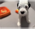 Small Photo #2 Bernedoodle (Miniature) (+ Poodle Miniature) Puppy For Sale in BREA, CA, USA