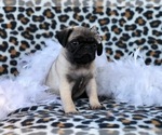 Small Photo #2 Pug Puppy For Sale in LAKELAND, FL, USA