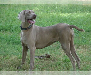 Mother of the Weimaraner puppies born on 02/12/2020