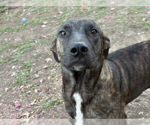 Medium Photo #1 Holland Shepherd-Unknown Mix Puppy For Sale in Tulsa, OK, USA