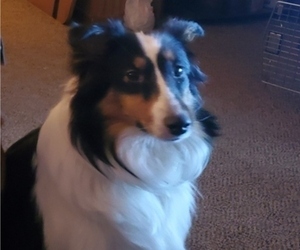 Mother of the Shetland Sheepdog puppies born on 03/14/2023