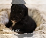 Puppy 4 Aussiedoodle-Miniature Bernedoodle Mix