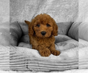 Goldendoodle (Miniature) Puppy for sale in FRANKLIN, IN, USA