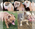 Small Photo #1 Bulldog Puppy For Sale in RIVERSIDE, CA, USA