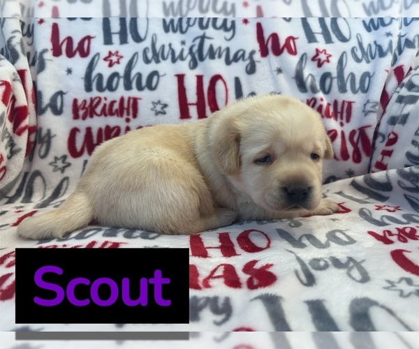 Medium Photo #3 Labrador Retriever Puppy For Sale in FAYETTEVILLE, OH, USA