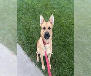 German Shepherd Dog Dogs for adoption in Stockton, CA, USA