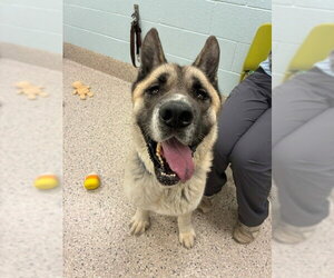 Akita Dogs for adoption in Brighton, CO, USA