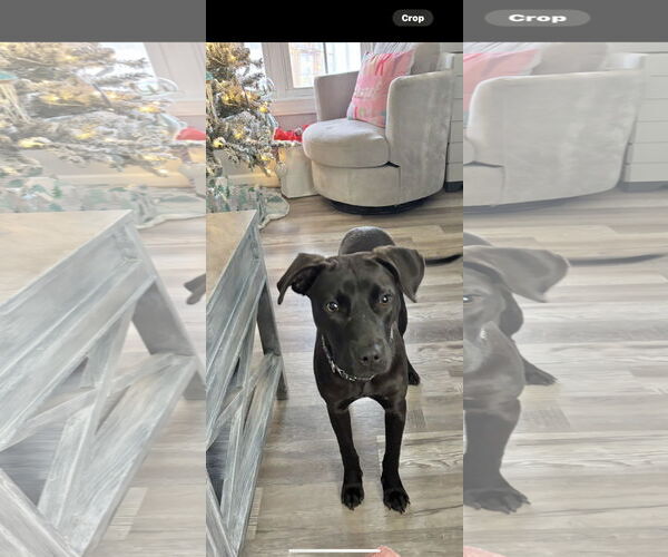 Medium Photo #1 Labrador Retriever-Unknown Mix Puppy For Sale in Virginia Beach, VA, USA