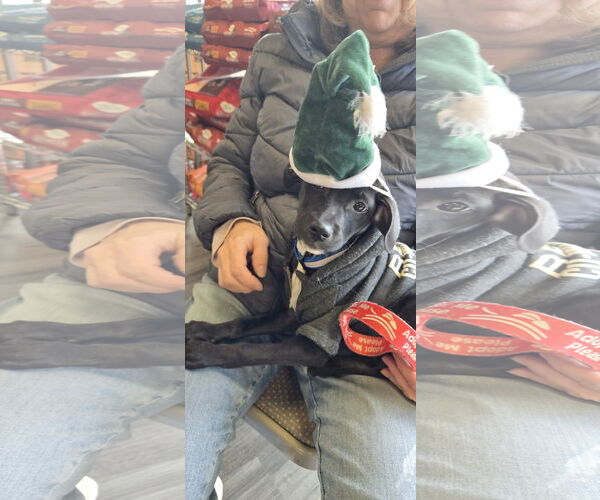 Medium Photo #4 Mutt Puppy For Sale in NYC, NY, USA