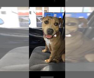 American Staffordshire Terrier-Unknown Mix Dogs for adoption in San Antonio, TX, USA