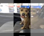 Small American Staffordshire Terrier Mix