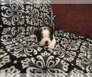 Boston Terrier Puppy for sale in RAVENNA, OH, USA