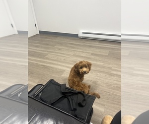 Cavapoo Puppy for sale in MOSES LAKE, WA, USA