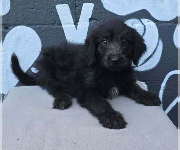 Medium Photo #1 Labrador Retriever-Unknown Mix Puppy For Sale in Brewster, NY, USA