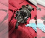 Small Photo #11 French Bulldog Puppy For Sale in Lake elsinore, CA, USA