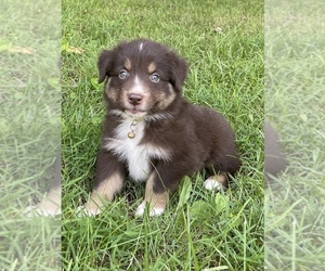 Australian Shepherd Puppy for sale in EXETER, MO, USA
