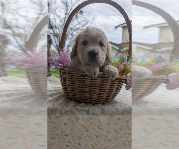 Medium Photo #1 Golden Retriever Puppy For Sale in MODESTO, CA, USA