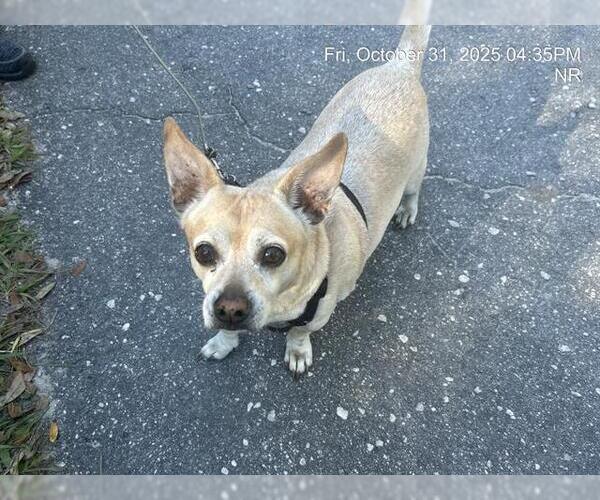 Medium Photo #1 Chiweenie Puppy For Sale in Ocala, FL, USA