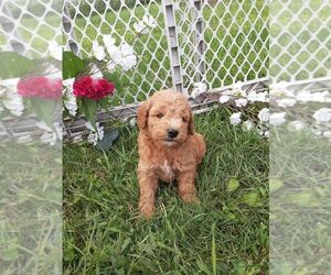 Goldendoodle Puppy for sale in MILWAUKEE, WI, USA