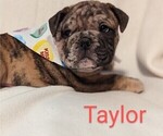 Small #3 Bulldog