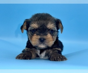 Yorkshire Terrier Puppy for Sale in SANDY HOOK, Kentucky USA