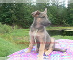 Small #8 German Shepherd Dog