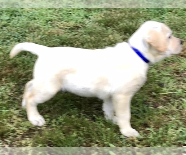 Medium Photo #5 Labrador Retriever Puppy For Sale in NORWALK, CT, USA
