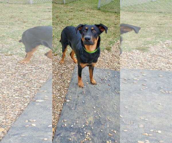 Medium Photo #2 Rottweiler Puppy For Sale in Bardstown, KY, USA