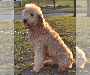 Father of the F2 Aussiedoodle puppies born on 02/28/2025