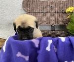 Small Photo #2 Mastiff Puppy For Sale in BRUCETON MILLS, WV, USA