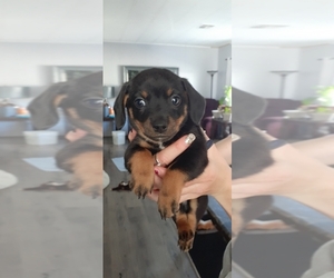 Chihuahua-Doxle Mix Puppy for sale in CITRUS HEIGHTS, CA, USA