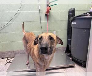German Shepherd Dog-Unknown Mix Dogs for adoption in Grand Prairie, TX, USA