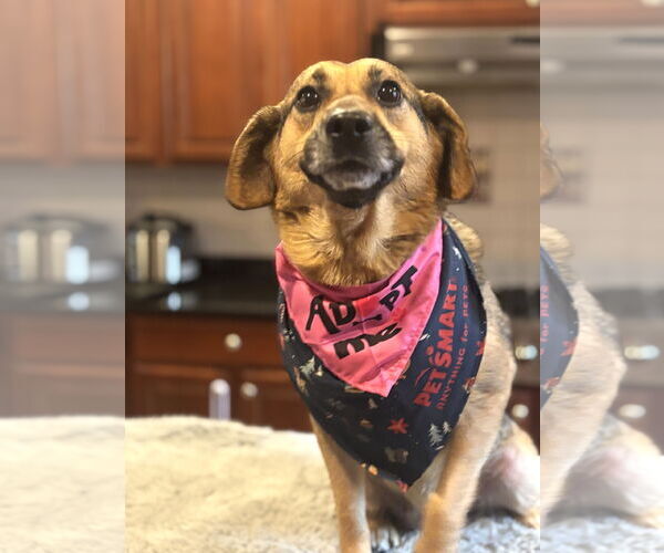 Medium Photo #5 Beagle-Unknown Mix Puppy For Sale in Arlington, VA, USA