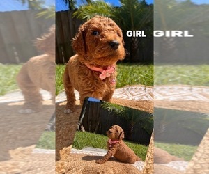 Goldendoodle Puppy for sale in MIRAMAR, FL, USA