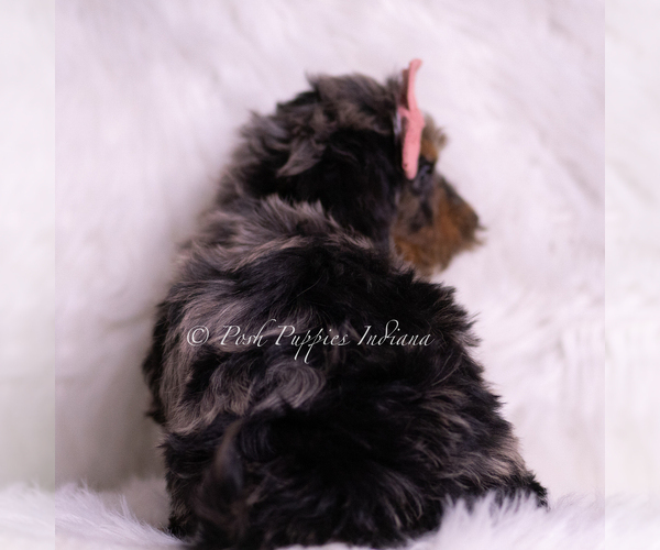 Medium Photo #19 Goldendoodle (Miniature) Puppy For Sale in WARSAW, IN, USA