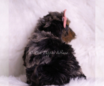 Small Photo #19 Goldendoodle (Miniature) Puppy For Sale in WARSAW, IN, USA