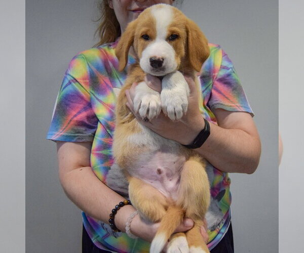 Medium Photo #3 Golden Shepherd Puppy For Sale in Huntley, IL, USA