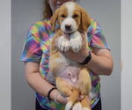 Small #2 Golden Shepherd