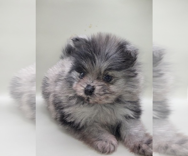 Medium Photo #11 Pomeranian Puppy For Sale in PORTLAND, ME, USA