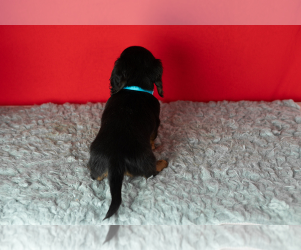 Medium Photo #4 Dachshund Puppy For Sale in NAPPANEE, IN, USA