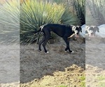 Small Photo #1 Great Dane Puppy For Sale in LAS CRUCES, NM, USA