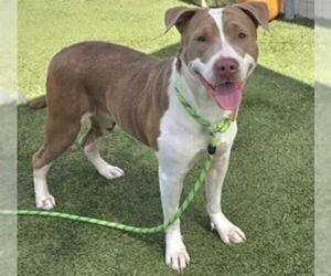Mutt Dogs for adoption in Houston, TX, USA