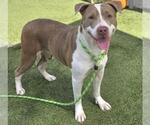 LOLLY - Female Mutt Dog for Adoption - Small photo