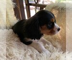 Small Photo #3 Cavalier King Charles Spaniel Puppy For Sale in ORRTANNA, PA, USA